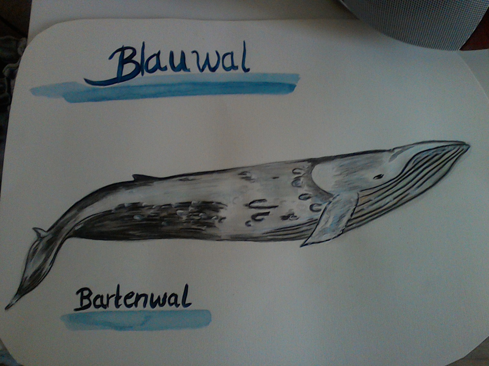 Blauwal